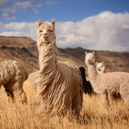 Image de plusieurs Lamas dans un désert d'altitude