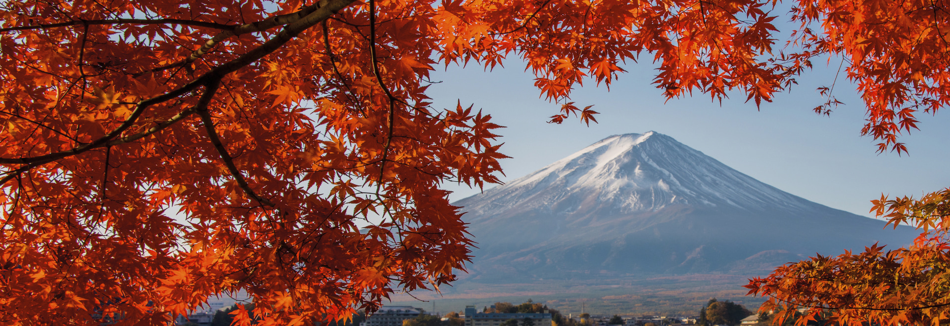 photographie d'un arbre de cerisier japonais avec pour fond une grande montagne neigeuse