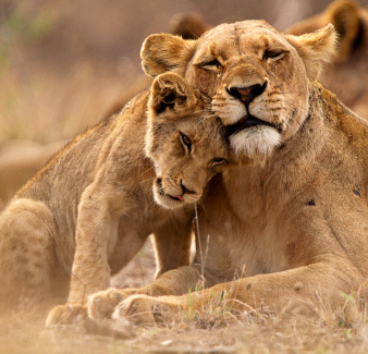 photo d'une lionne avec son lionceau dans la savane