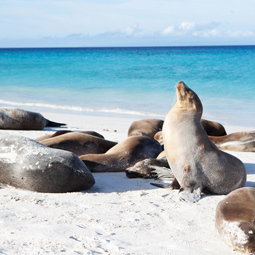image de plusieurs phoques à fourrure sur l'île Galapagos