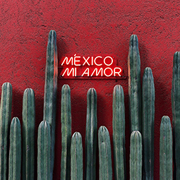 image d'un mur rouge avec des cactus longs en devanture et avec un affichage lumineux accroché au mûr "Mexico mi amor"