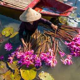 image d'une femme cueillant des fleurs de lotus dans la ville d'Hanoi
