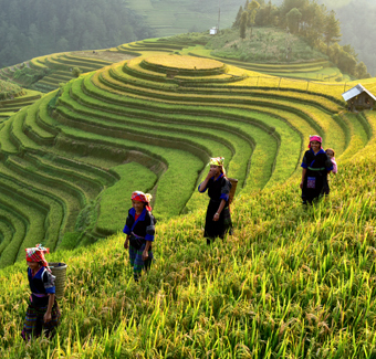 image de 4 femmes récoltant du riz dans des rizières