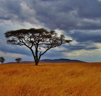 image d'un arbre au milieu de la savane lors d'un temps nuageux