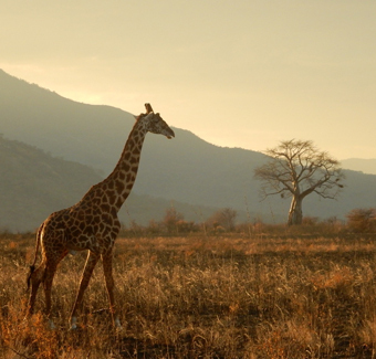 image d'un girafe au milieu d'une savane et d'une montagne