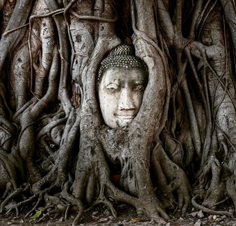 image de la tête d'une statue de bouddha entre les racines d'un figuier sacré, dans les ruines du Wat Mahathat temple à Ayutthaya, ancienne ville de la Thaïlande