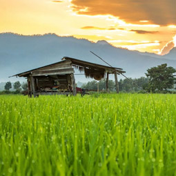 Image d'une rizière en Thaïlande avec en arrière plan une maison en ruine et des montagnes lors d'un coucher de soleil