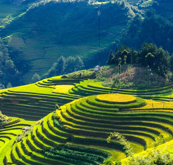 image d'une colline de thé vert frais à Moc Chau