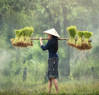 image d'une femme transportant du riz sur une palanche en bambou