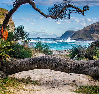 image d'une plage en Afrique du Sud avec un grand arbre au centre