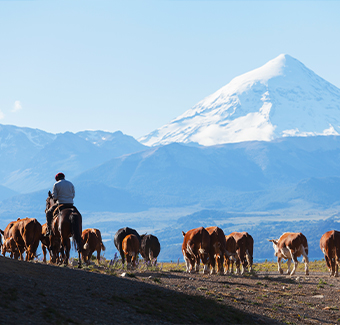 image d'un troupeau de vaches dirigé par un homme sur un cheval dans les montagnes neigeuses des Andes