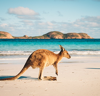 image d'un jeune kangourou se promenant sur une plage avec une eau turquoise