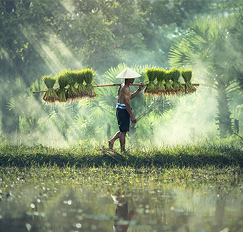 image d'un jeune garçon cultivant et transportant du riz