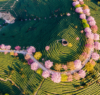 image des terres en terrasses sèches des montagnes de Guyuan en une riche couleur d'arbres, d'herbes et de fleurs.