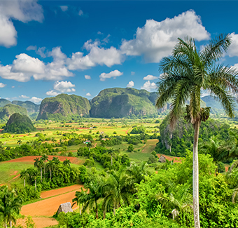 image de la forêt tropicale de Cuba, avec des palmiers