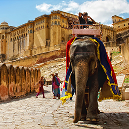 image d'un homme se baladant sur un éléphant jusqu'au complexe du palais d'Amber