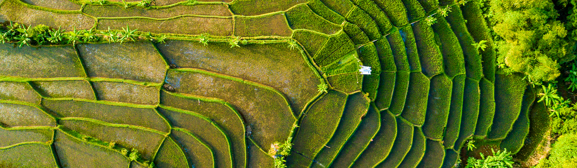 image avec une vue aérienne de Rice Field Terrace à Bandung, se situant à l'Ouest de l'Indonésie