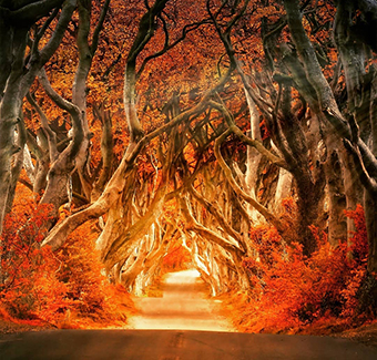 image d'une forêt en Irlande en autonome avec plein de feuilles et couleurs orangées