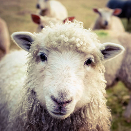 image d'un mouton en premier plan et son troupeau derrière