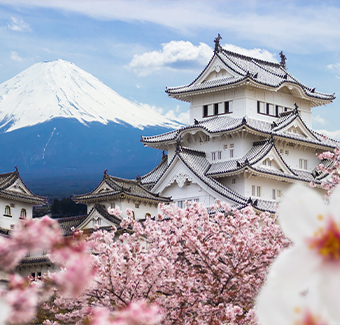 image d'un jardin de cerisier rose en hiver avec un temple blanc et en fond le mont Fuji neigeux