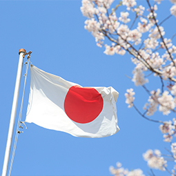 image prise devant un arbre de cerisier du drapeau du japon qui est de couleur blanche et rouge