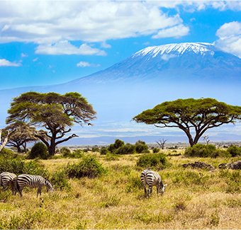 image de la savane avec plusieurs zèbres devant une montagne volcanique couverte de neige