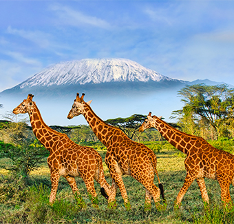 image de la savane avec 3 girafes devant une montagne volcanique couverte de neige