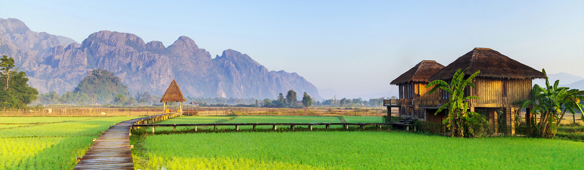 grand jardin de pousse de riz Laos