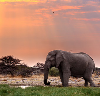 image d'un éléphant d'Afrique au ciel du crépuscule dans le Parc national d'Etosha Ombika Kunene