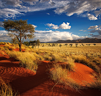 image d'un seul arbre sur les dunes rouges de Namibie en fin d'après-midi avec des nuages qui s'accumulent pour un orage de tonnerre à suivre au milieu des dunes d'une réserve naturelle privée en Namibie