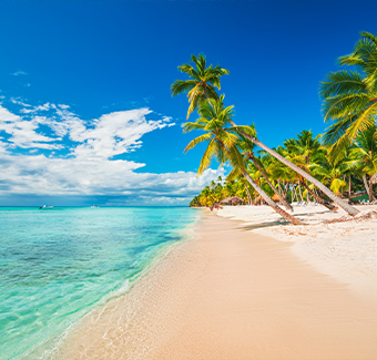 image d'une plage tropicale avec beaucoup de palmiers et une eau turquoise
