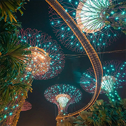 image du SuperTree Grove de nuit avec ses illuminations colorées