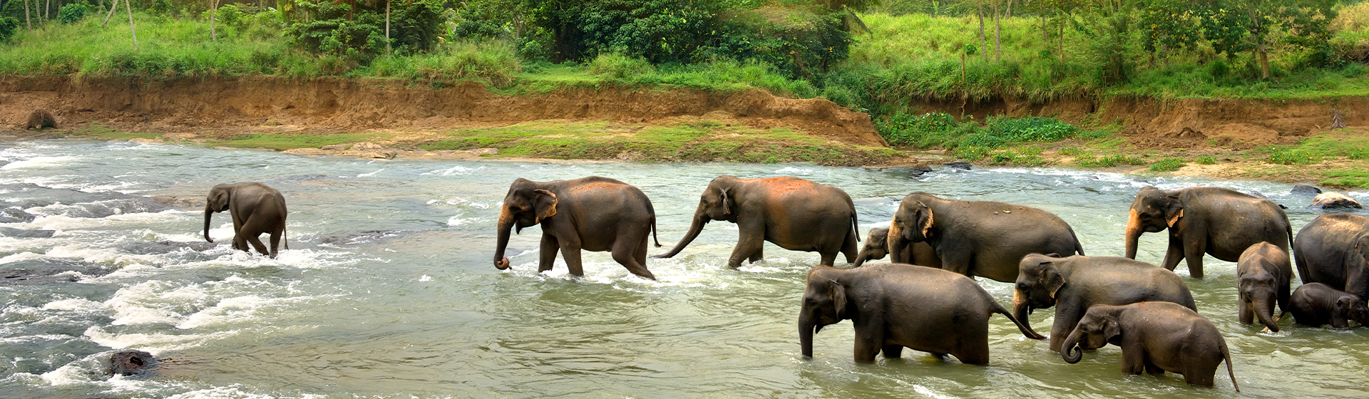 image d'un troupeau d'éléphants marchant dans une rivière