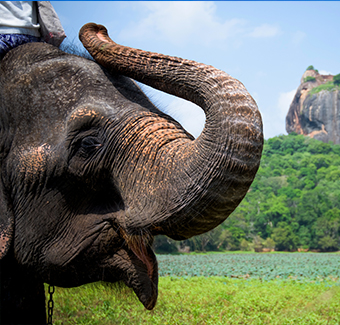 image d'un éléphant remuant sa trompe dans la forteresse de lions de Sigiriya au Sri Lanka