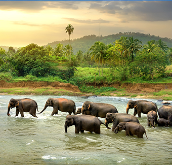 image d'un troupeau d'éléphants marchant dans une rivière