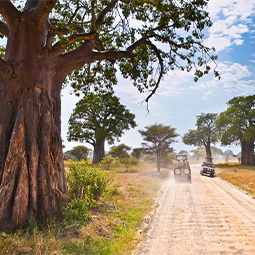 image d'énormes arbres africains et une jeeps faisant safari en Tanzanie
