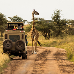 image d'une girafe avec des arbres en arrière-plan pendant le safari au coucher du soleil dans le parc national du Serengeti en Tanzanie