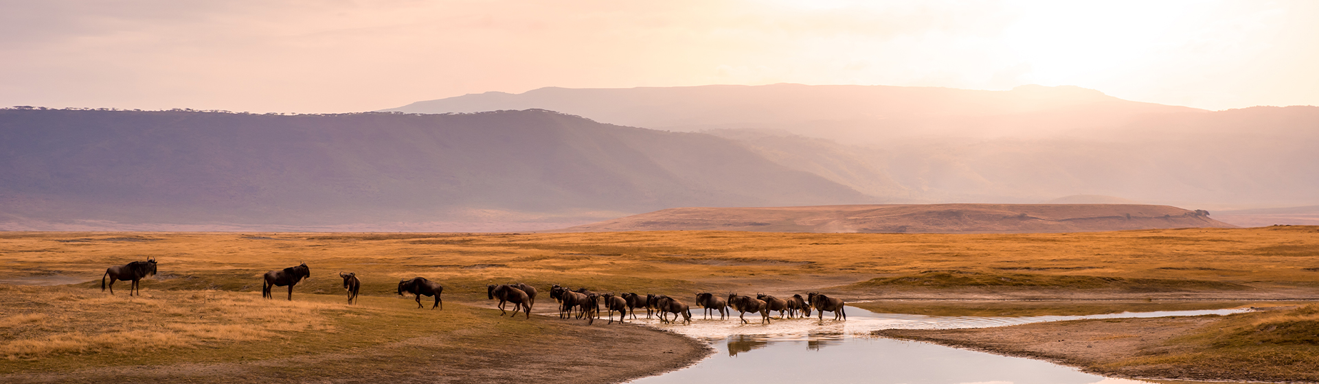 image d'un troupeau de gnus et de gnous dans le parc national du cratère de Ngorongoro