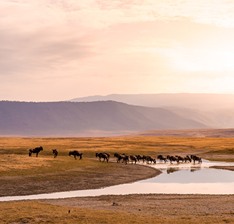image d'un troupeau de gnus et de gnous dans le parc national du cratère de Ngorongoro