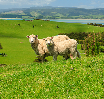 troupeau de moutons en Nouvelle-Zélande au milieu d'un pré