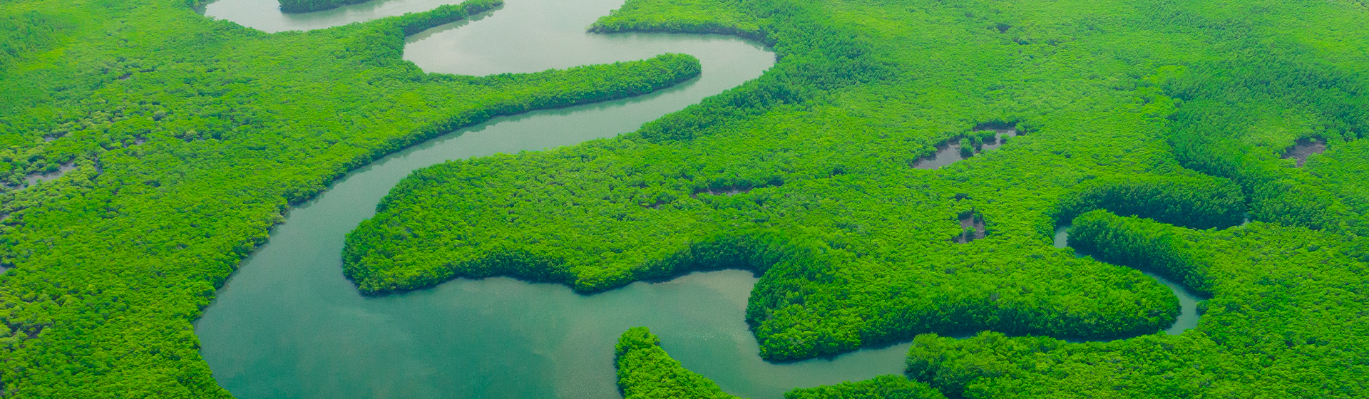 image avec une vue aérienne de la Mangrove verte avec un paysage naturel et une forêt tropicale pluviale