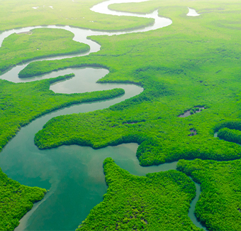 image avec une vue aérienne de la Mangrove verte avec un paysage naturel et une forêt tropicale pluviale