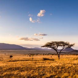 image d'une savane avec de la verdure et des montagnes en arrière plan