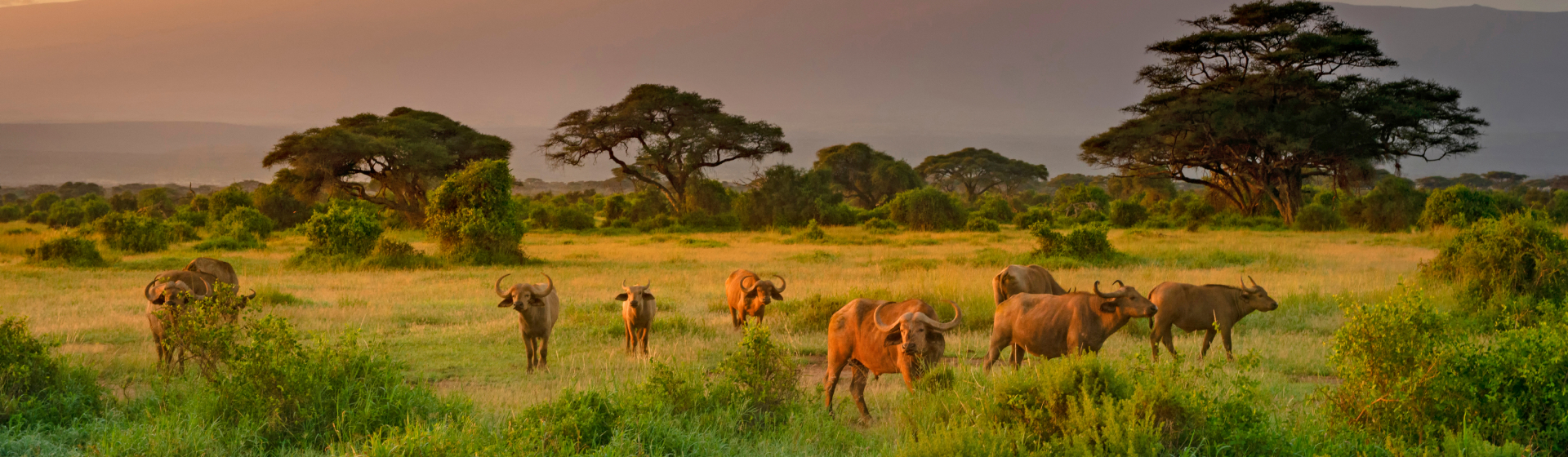 savane au Kenya avec troupeau de vaches ankole