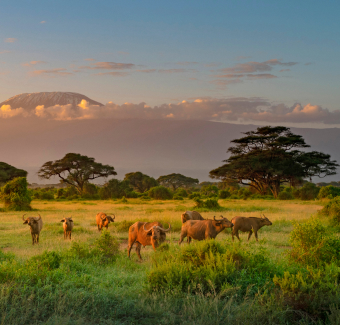 image de la savane au Kenya avec un troupeau de vaches ankole de couleur orangée