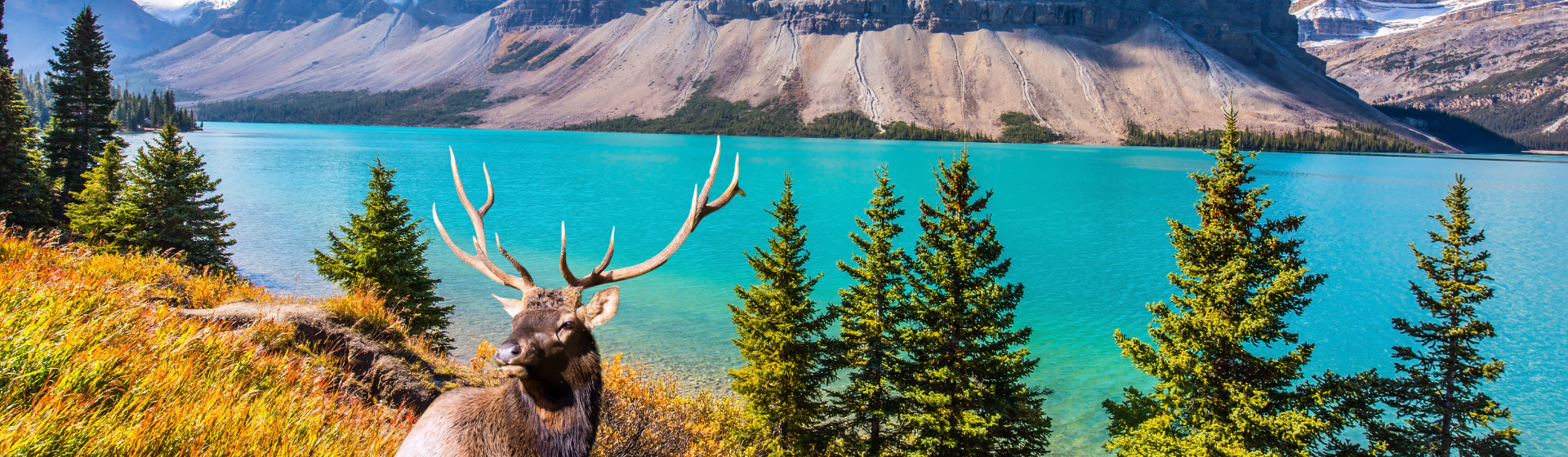 image d'un cerf devant le Lac Emerald qui est un lac lumineux d'eau turquoise