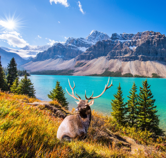 image d'un cerf devant le Lac Emerald qui est un lac lumineux d'eau turquoise