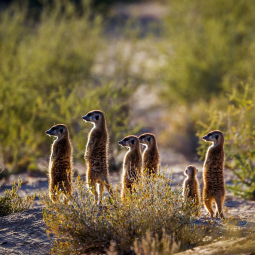 images de plusieurs suricates se tenant debout dans la savane