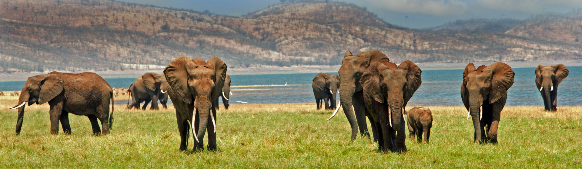 images de plusieurs éléphants avec comme arrière plan la savane