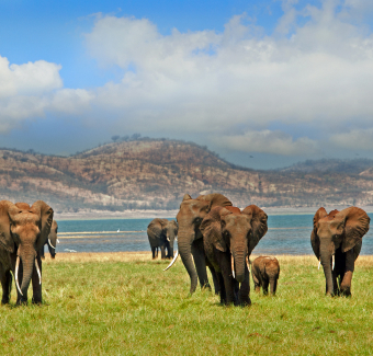 images de plusieurs éléphants avec comme arrière plan la savane